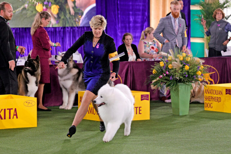 2025 Westminster Dog Show Schedule, dates, TV, streaming, how to watch